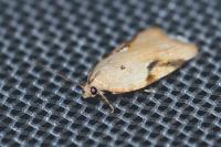 Acleris ferrugana/notana