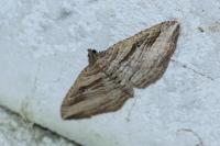 Costaconvexa polygrammata