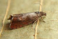 Dichrorampha acuminatana