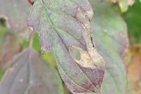 Antispila petryi