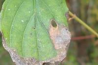 Antispila petryi