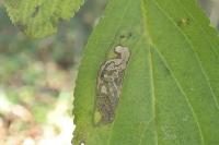 Stigmella catharticella
