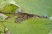 Stigmella catharticella