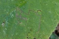Stigmella microtheriella