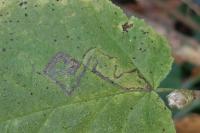 Stigmella microtheriella