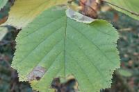 Parornix devoniella