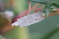 Anarsia spartiella