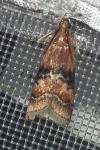 Rhodophaea formosa
