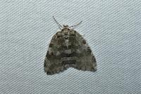 Epirrita