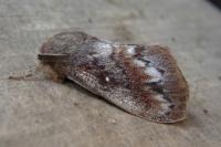 Dendrolimus pini