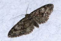 Eupithecia cocciferata