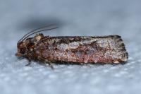Lozotaeniodes cupressana