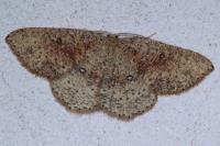 Cyclophora porata