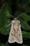 Agrotis ripae