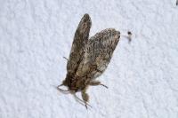 Peridea anceps