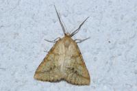 Aspitates ochrearia