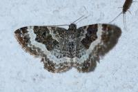 Epirrhoe alternata
