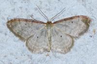 Idaea humiliata
