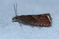 Dichrorampha acuminatana