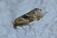 Gynnidomorpha alismana