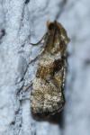 Gynnidomorpha alismana