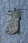 Spilosoma lubricipeda