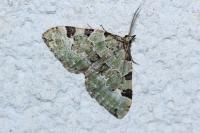 Colostygia pectinataria