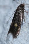 Borkhausenia minutella