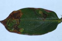 Fomoria septembrella
