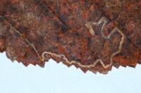 Stigmella microtheriella