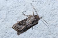 Aporophyla australis