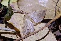 Colotois pennaria