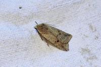 Leptologia blidaensis