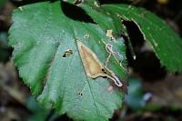 Stigmella aurella