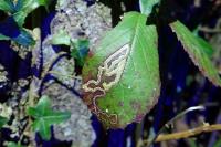 Stigmella aurella