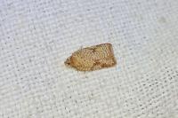 Acleris ferrugana/notana