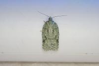 Acleris literana
