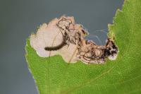 Eriocrania sangii
