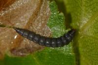 Eriocrania sangii