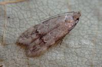 Teleiodes vulgella