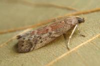 Ephestia