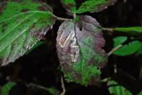 Stigmella aurella