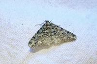 Agriopis leucophaearia