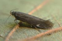 Aproaerema anthyllidella