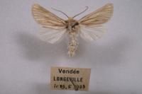 Unchelea myodea