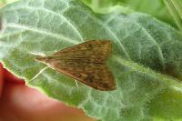 Udea ferrugalis