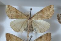 Herminia tarsicrinalis