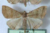 Herminia tarsicrinalis