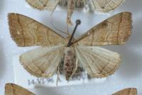 Herminia tarsicrinalis