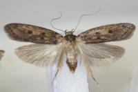 Hofmannophila pseudospretella